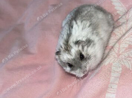 Russian dwarf hamster