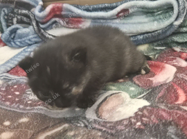 2 kittens looking for a home