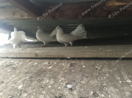 King pigeons