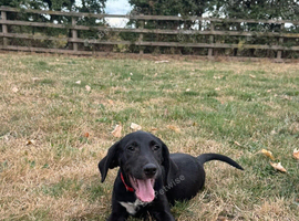 Lab x beagle pups