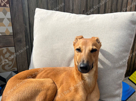 Whippet Mix