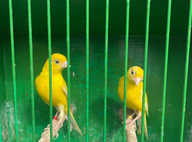 Pair of Raza canaries for sale
