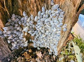 Isopod collection