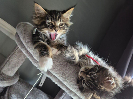 Maine coon kittens