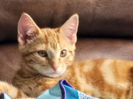 Male kitten