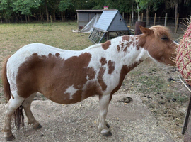 Skewbald Mare