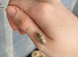 10 dairy cow isopods