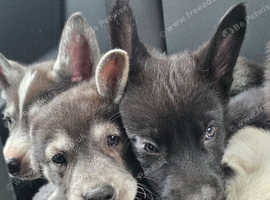 Shepsky puppies