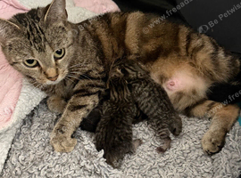 Tabby kittens