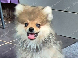 Pomeranian puppies