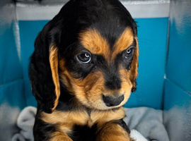 KC cocker spaniel puppies