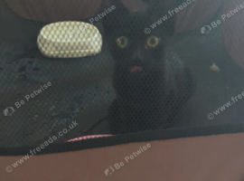 2-3 month old Kitten