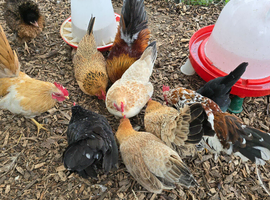 Serama Hatching Eggs