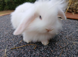 1 white fluffy bunny for sale Lionhead x Mini lops