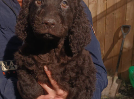 irish water spaniel pups