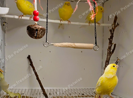 4 x German Roller Canaries