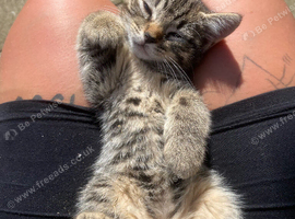 Tabby and black girls
