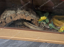 Beautiful mojave yellow belly