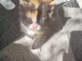 7 beautiful kittens need rehoming