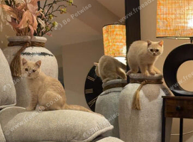 4 Months Young Adorable Scottish Fold Kittens