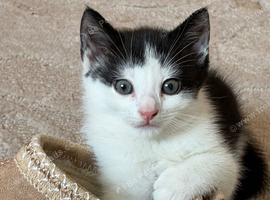 Gorgeous Fluffy Kittens Looking for Their Forever Homes!