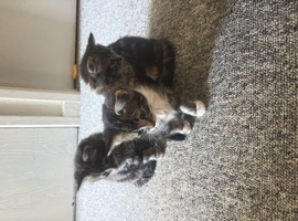 3 beautiful kittens ready for their forever homes