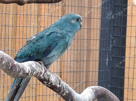 Beautiful young blue kakariki