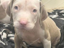 Pocket bully pups 2 boys 2 girls