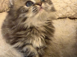 Cute Persian babies rare chocolate brown colour boy