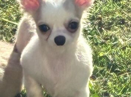 Chihuahua boys