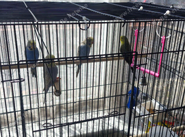4 budgies for and cage