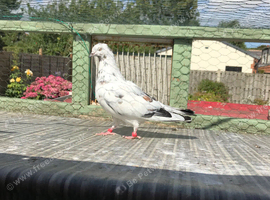 HIGH FLYING PIGEONS FOR SALE