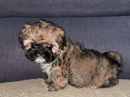 4 Beautiful Lhasa apso babies