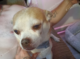 7 year old male chihuahua