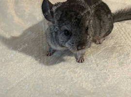 10 week old male for sale