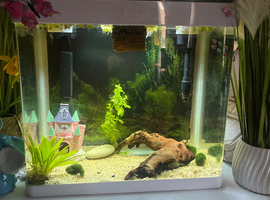 Fish tank+bata fish+pleco+accessories