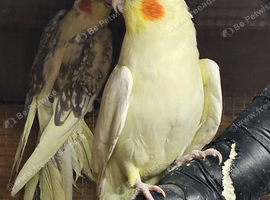 Lutino