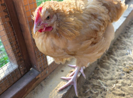 Beautiful Buff orpington Cockerell 15 weeks old FREE