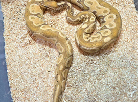 Royal/Ball Pythons available