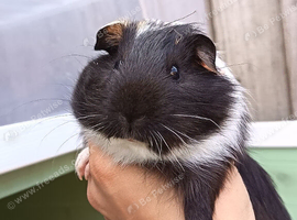 Male Guinea pig 7 weeks old