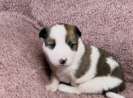 Stunning Merle Border Collie puppies for sale