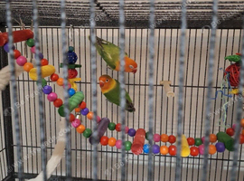 2 lovebirds need rehoming.