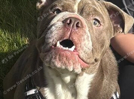 11 month old English bulldog