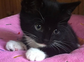 Kittens for sale