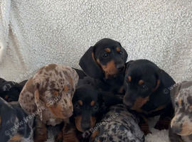 8 beautiful puppies ready now!