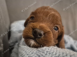 Beautiful toy cavapoo's