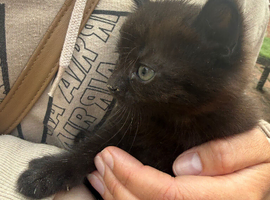 Kittens now ready for their forever homes