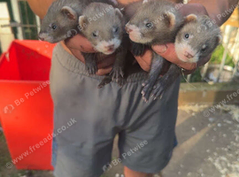 3 sandy hods 3 polecats hods