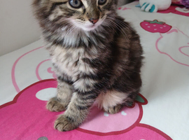 British longhair female