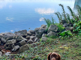 5 month old cockapoo girl for sale